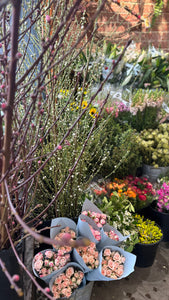 Secret Garden selection