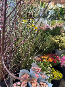 Secret Garden selection